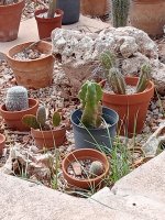 9 kepoll de cactus -11-9-23.jpg