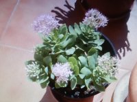 crassula spectabile flores.jpg