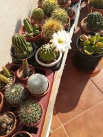 10 echinopsis subdenudada 29-10 (Custom).jpg