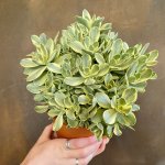 crassula-swaziensis-variegata-921981.jpg