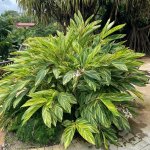 Alpinia-z.-Variegata-landscape-e1687814425467.jpg