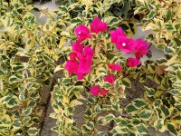 Bougainvillea_spectabilis_31b.jpg