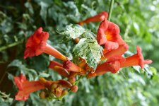 trumpet-vine-red-orange-flowers-18fa3ac5-9dd42398bd3d44b283557d3980fba885.jpg