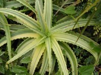 Aloe-arborescens-Variegata-Variegated-Candelabra-Aloe1.jpg