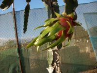 Pitaya Physical Graffiti, fruto en planta (24.09.23) 2.JPG