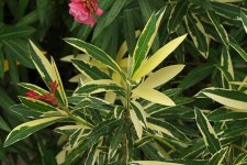 Nerium-oleander-Variegata-1.jpg