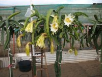 Pitaya Delight floración (18.10.21) 2.JPG