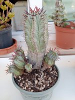 euphorbia - cual.jpg