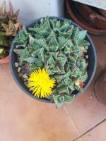 12 faucaria felina -30-12.jpg