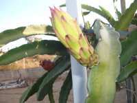 1 Pitaya Sugar Dragón, botón de flor (24.09.23) 2.JPG
