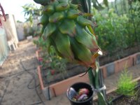 5 Pitaya Sugar Dragón, fruto en planta (24.09.23).JPG