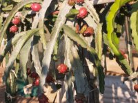 6 Pitaya Sugar Dragón, frutos en planta (14.07.22) 1.JPG