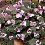 912_Tradescantia_Blushing_Bride-1600x1600.jpg