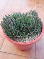 1 aloe humilis 28-1-21.jpg