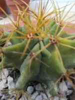 9- ferocactus ( crasilis no ) 3-9-18.jpg