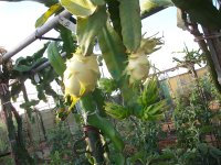 2 Pitayas Amarilla (IS o YG), frutos en planta (24.09.23) 2.JPG