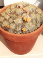 3- mammillaria duwei  1-3-19.jpg