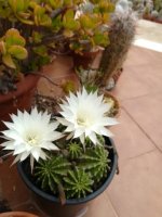 5- echinopsis multiplex           15-5-18 (Small).jpg