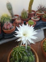 6echinopsis multiples 15-6-20.jpg