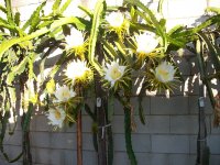 3 Pitayas floración (23.06.21) 3.JPG