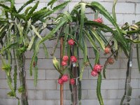 5 Pitaya Hibridum con frutos (27.07.21) 3.JPG