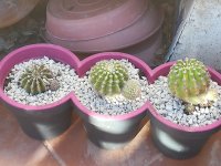 2 echinocereus multiplex 15-2-22.jpg