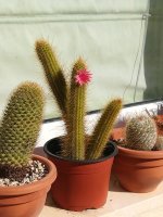 1 cleistocactus hildewintera 27-1-21.jpg