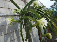 3 Pitaya JC01, floración (26.04.23) 4.JPG