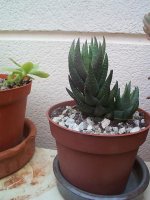 haworthia croartata adelaidensis.jpg