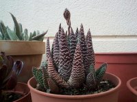 DCP16278 gasteraworthia royal  highiesess-f- red.JPG