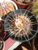 3 estenocactus crispatus flor palida 10-3-20.jpg