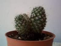 mammilaria bombicina.jpg