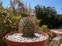 mammilaria lapostollei no ha florecido nunca.jpg