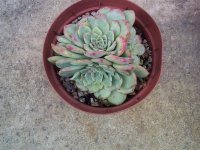 echeveria chiuahuensis  rebrotando.jpg