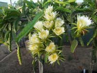 1 Pitaya H. Undatus floracion (09.08.19).JPG