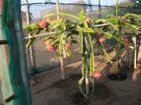 4Pitahayas H. Undatus frutos en planta (20.09.17) 1.JPG