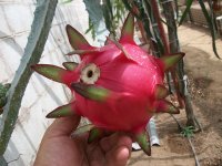 4 Pitaya Marmel 1 fruto en planta (21.07.20) 2.JPG