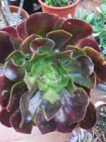 018 aeonium Ciclops 125 k b.jpg