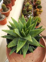 1- aloe barbadensis  4-1-20.jpg