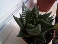 haworthia limifolia cuando llego.jpg