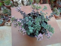 sedum sieboldii.jpg