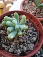 12- sedum allantoides-14-12-18.jpg