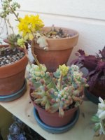 3 sedum pachyphytum 1-3-20.jpg