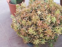 9- sedum.jpg