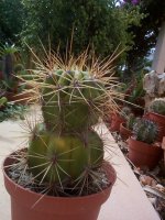 trichocereus pasacana en el 2010.jpg