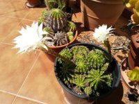 5- echinopsis multiplex           31-5--18.jpg