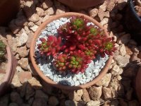 sedum rubrotictum-.jpg