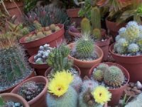 18880 -parodia succinea y otros cactus.jpg