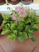 10- sedum spectabile 5-10.jpg