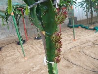 2 Pitaya Natural Mystic frutos cuajados (15.08.19).JPG